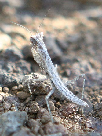 Agile Ground Mantid standing tall