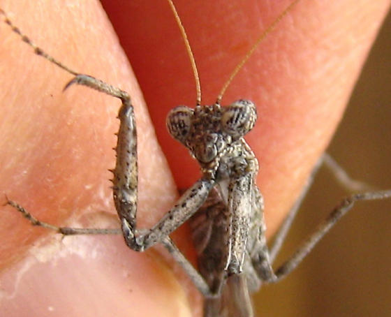 Agile Ground Mantid - small compared with a human finger