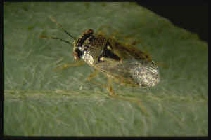 Big-eyed bug on a leaf