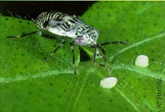 Big-eyed bug eating mites