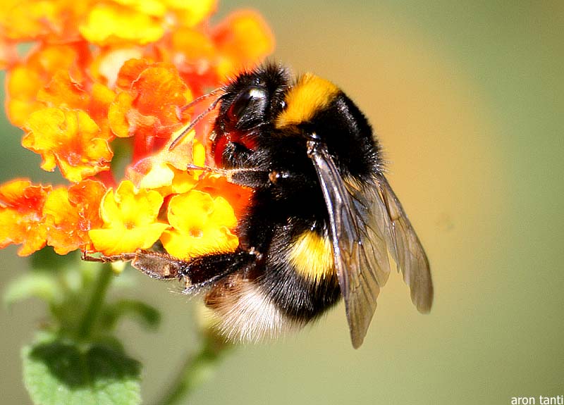 Bumblebee On Flower