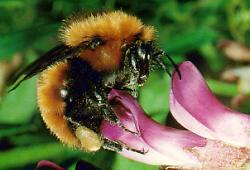 Facts About Bumblebees