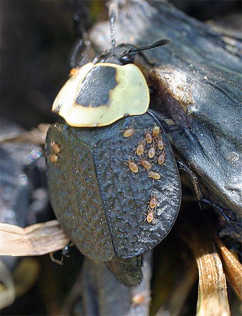 Carrion Beetle with Mites on its back