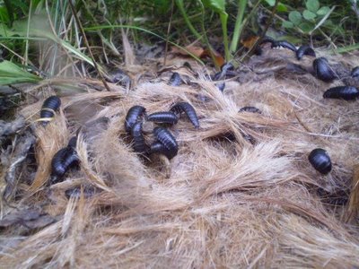  Carrion Beetle on a decaying carcass