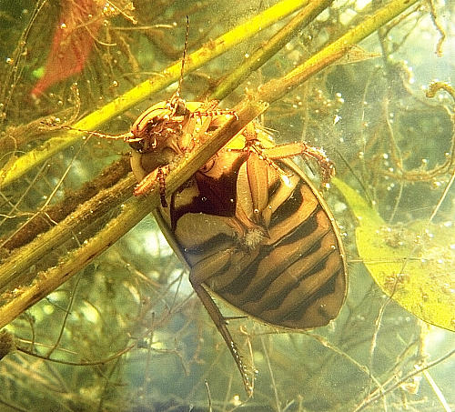 Diving Beetle underwater