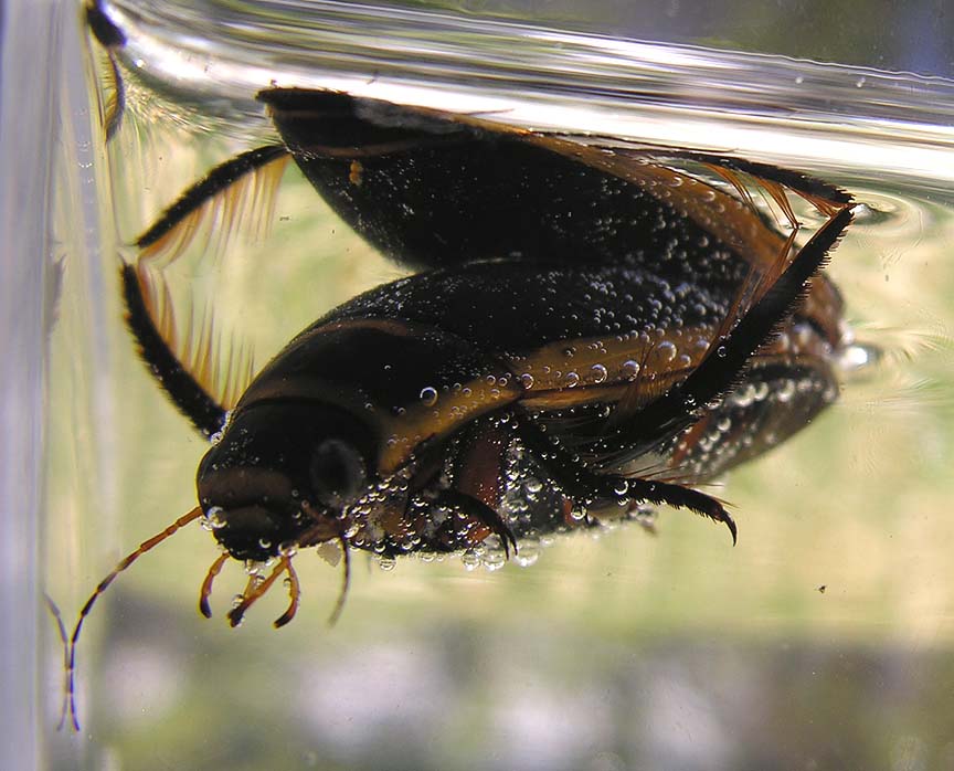 Diving beetle with water sticking to it