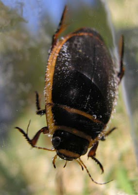 Diving Beetle