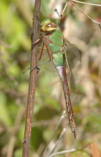 The Dragonfly The Dragonfly