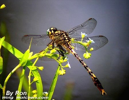 Clubtail dragonfly