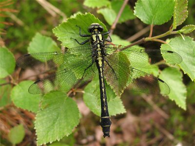 Common clubtail