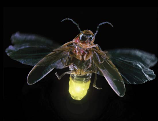 Firefly at night