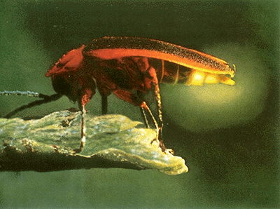 Firefly Luciferin