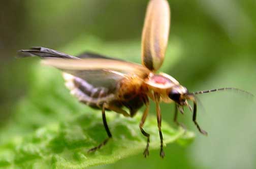 Fireflly with wings open on a plant