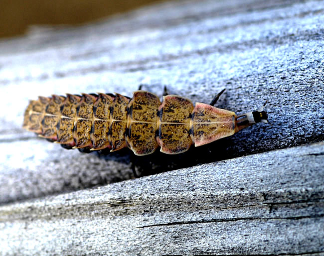 Firefly larva