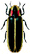 Animated firefly