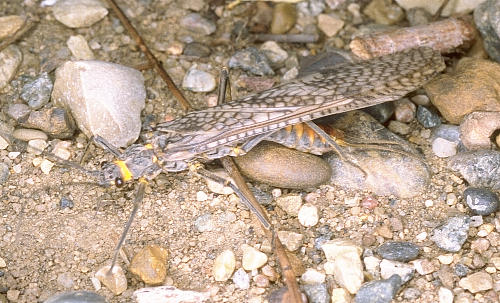 Giant Stone Fly