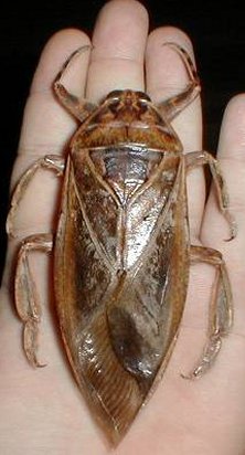 Giant Water Bug on a person;s hand