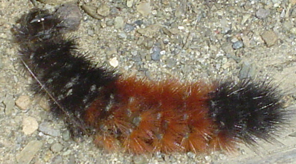 Woolly Worm 1