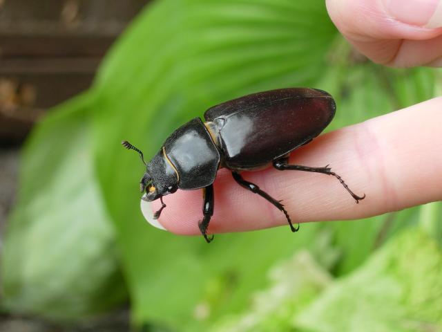 Ground Beetle on a finger