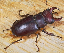 stag beetle 1
