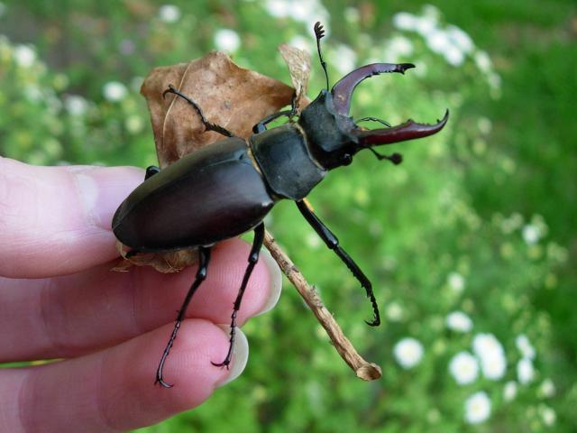 beetle food