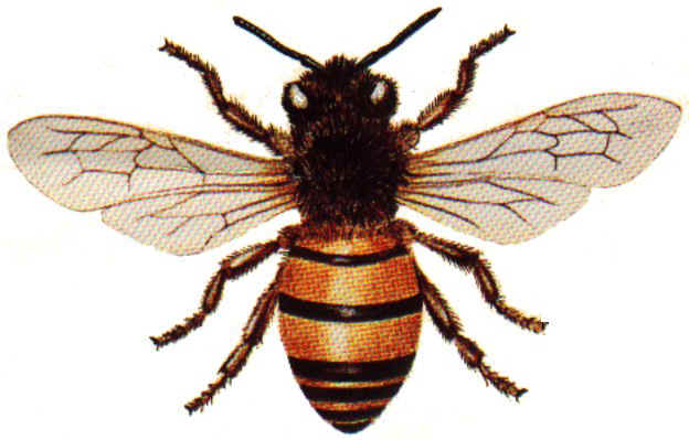 Honeybee Genetics