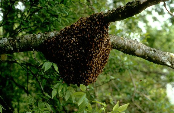 Large hive in a tree