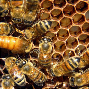 Bee Hive Honey