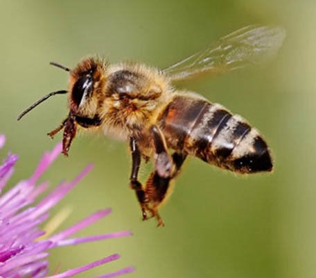 Image result for A honey bee can fly 15 miles per hour.