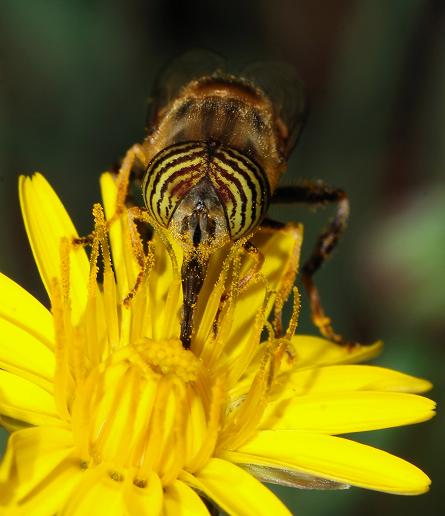 Syrphid Fly pollinating an flower