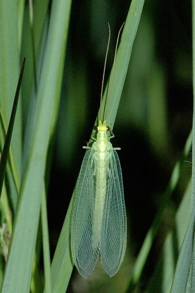 Common Green Lacewing