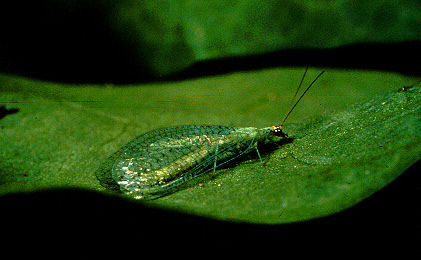 Green Lacewing