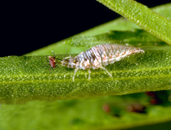 Green lacewing larvae