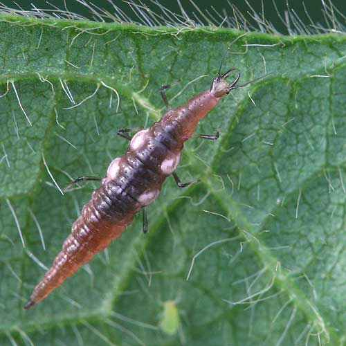 brown lacewing larva