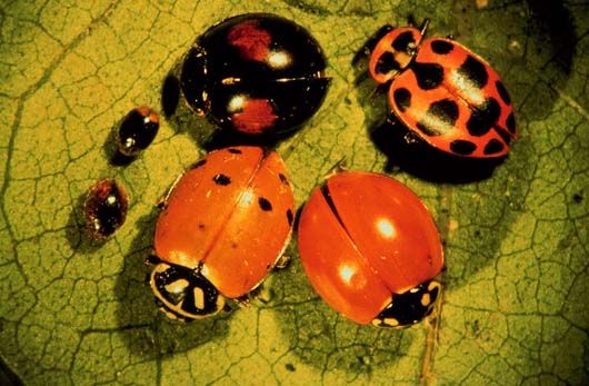 Ladybird Beetle life span images