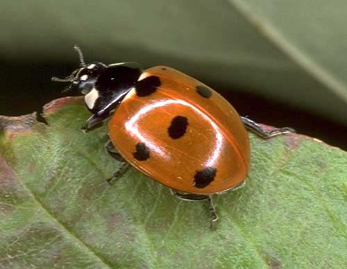 ladybird beetle