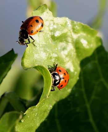 Ladybird beetle on lettuce leaf