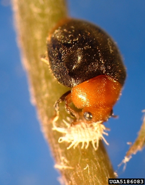 mealy bug in habitat
