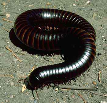 millipede