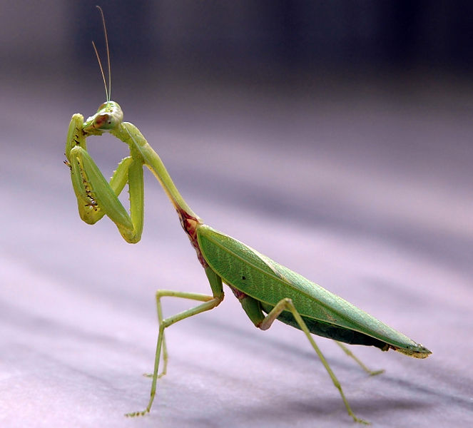 Praying Mantid