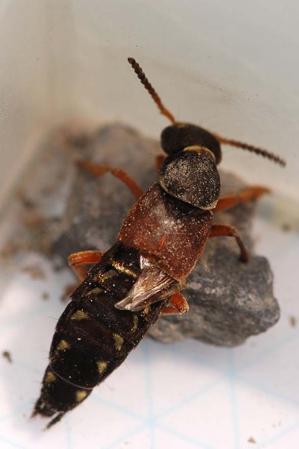 Rove beetle