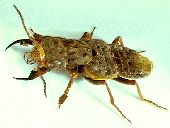 Rove Beetle