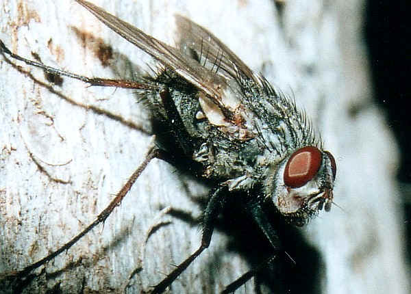 Tachnid fly