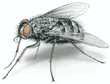 Tachnid fly