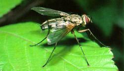 Tachnid fly