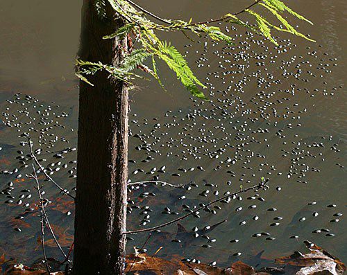 Whirligig Beetles swimming in a large group