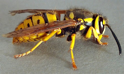 yellowjacket1.jpg