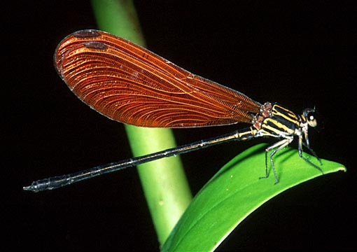 Damselfly